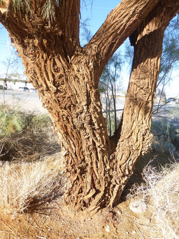 Image of Athel tamarisk