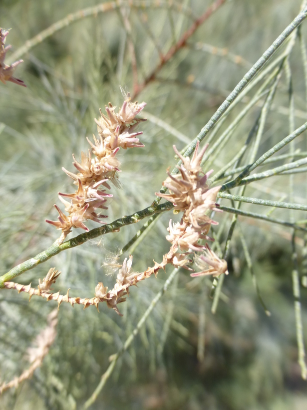 Sivun Tamarix aphylla (L.) Karst. kuva