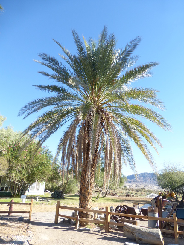 Image of date palm