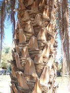 Image of date palm