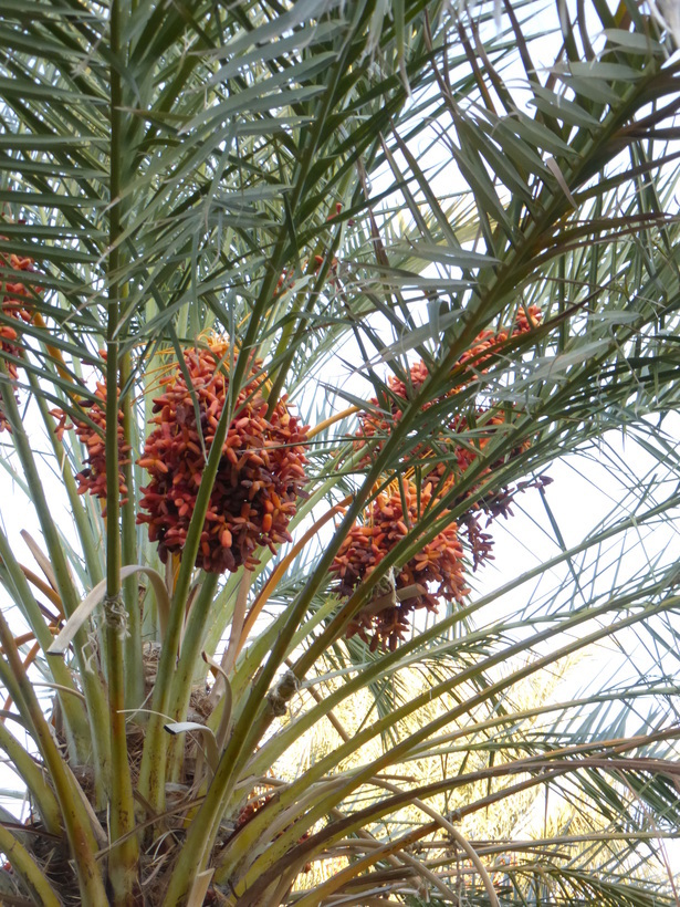 Слика од Phoenix dactylifera L.