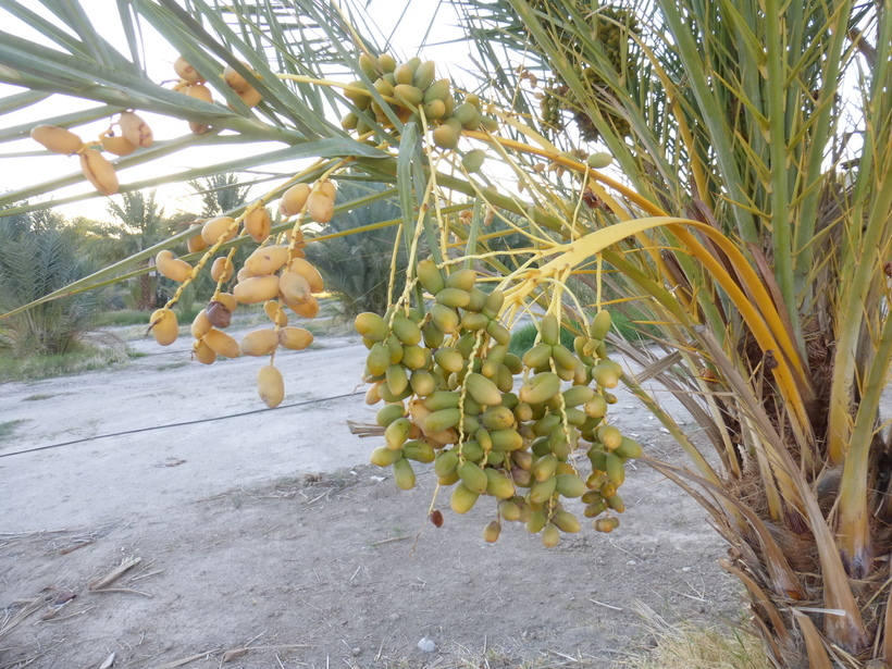 Image of date palm