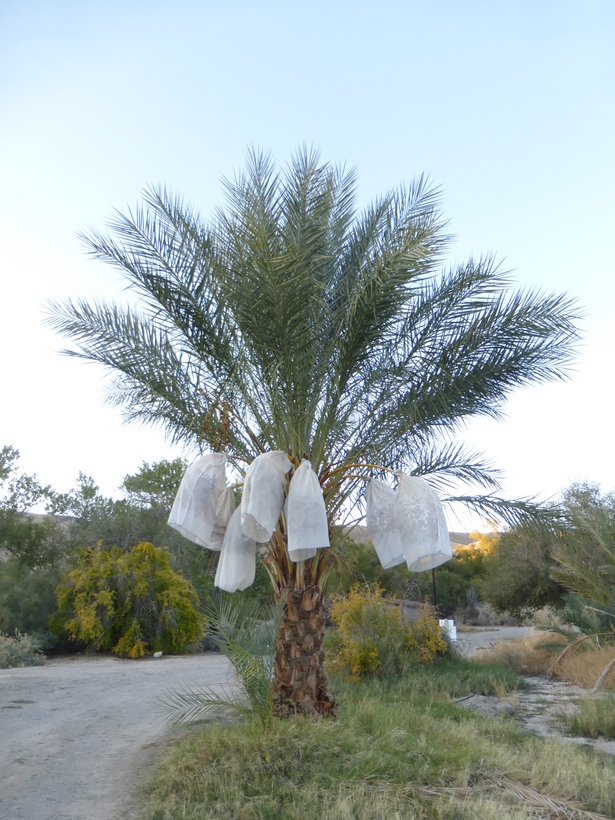 Image of date palm