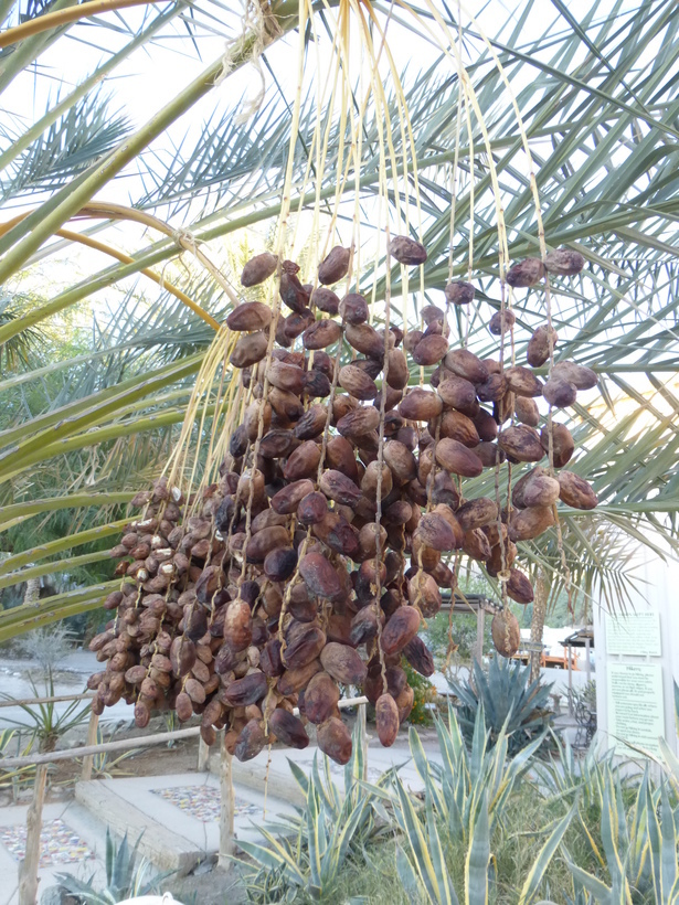 Image of date palm