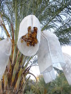 Image of date palm