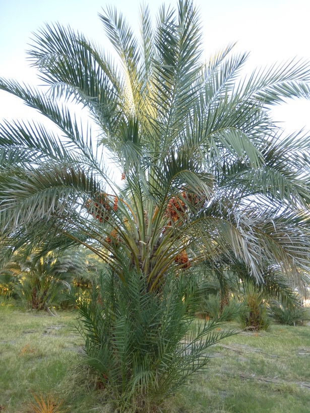 Image of date palm