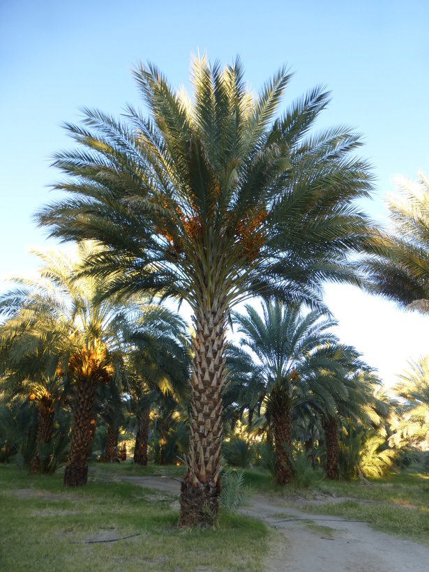 Image of date palm