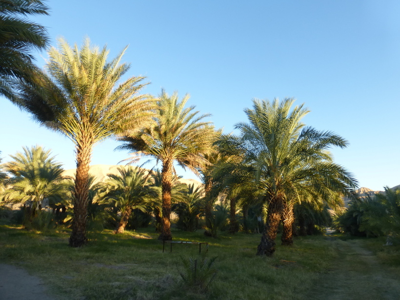 Image of date palm