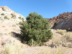 Image de Pinus edulis Engelm.