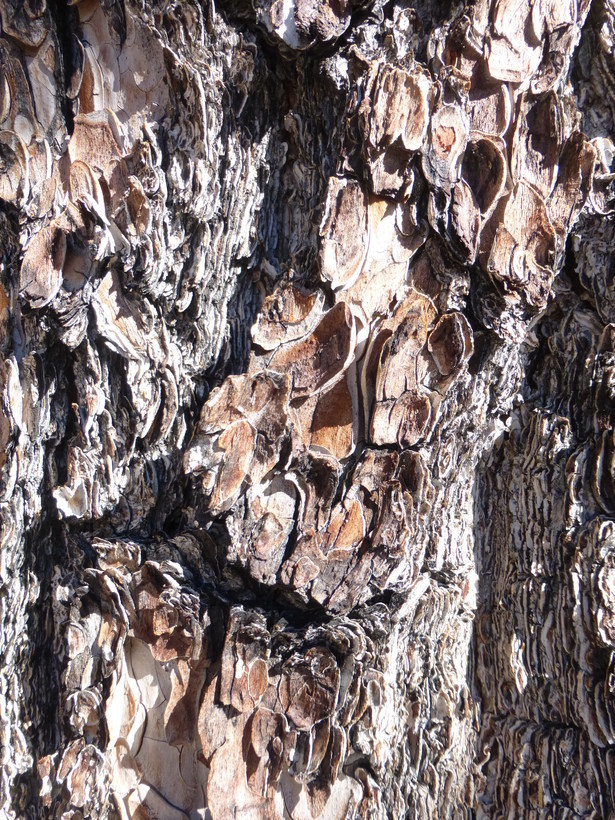 Image of Limber Pine