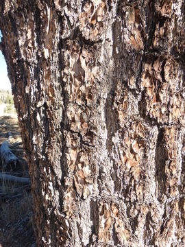 Image of Limber Pine