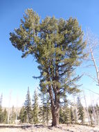 Image of Limber Pine