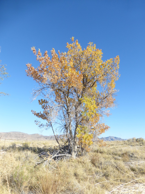 Imagem de Fraxinus velutina Torr.