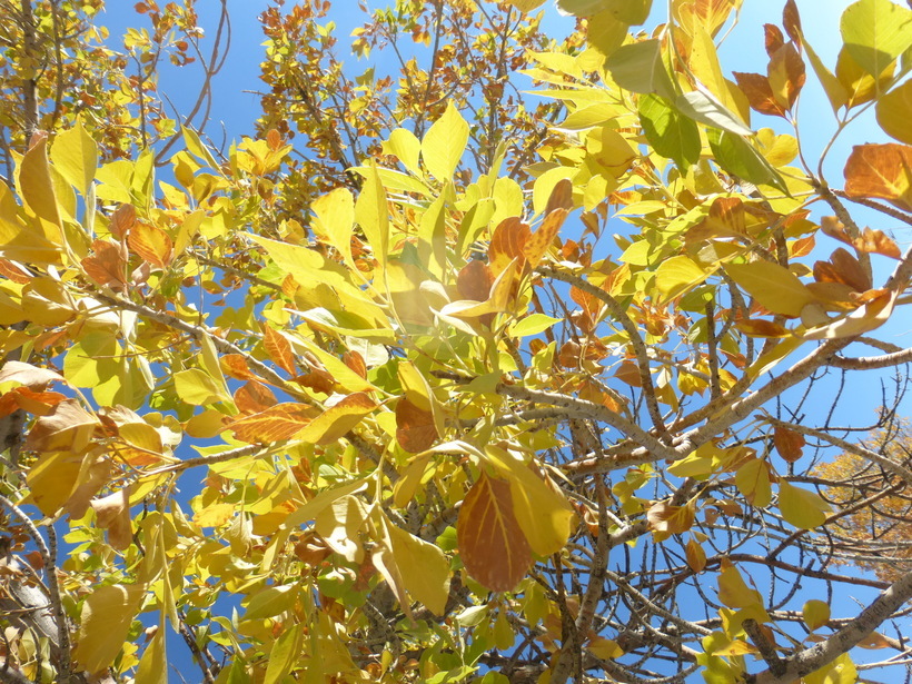 Imagem de Fraxinus velutina Torr.