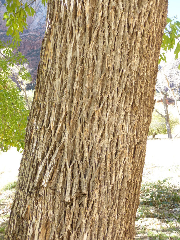 Image of velvet ash