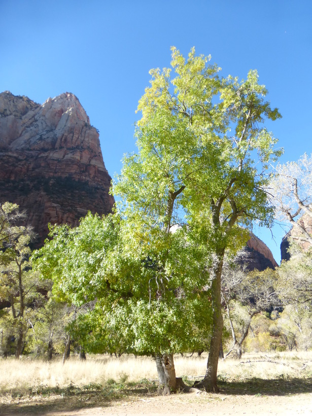 Imagem de Fraxinus velutina Torr.