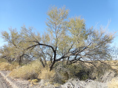 Image of screwbean mesquite