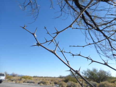 Image of screwbean mesquite