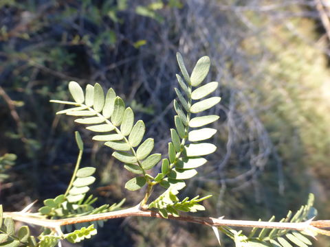 Image of screwbean mesquite