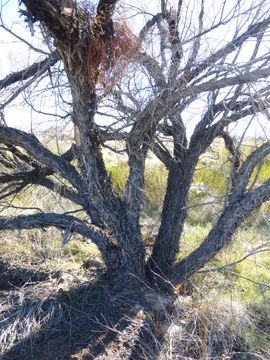 Image of screwbean mesquite