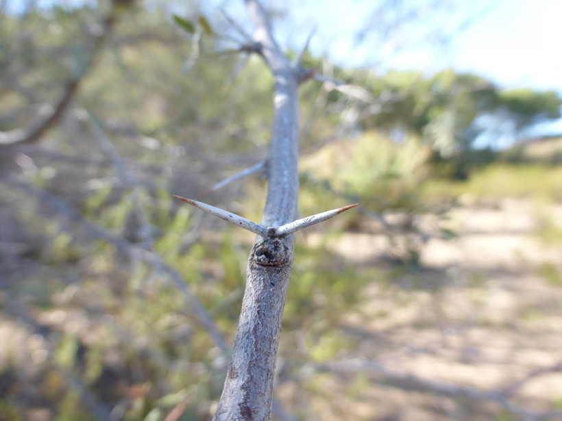 Image of screwbean mesquite