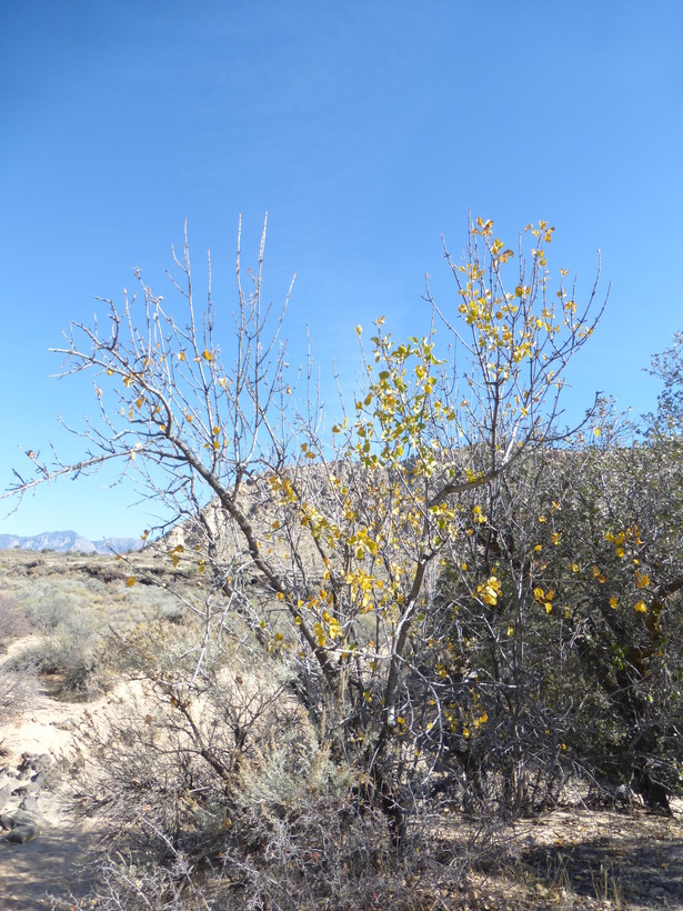 Image of single-leaf ash