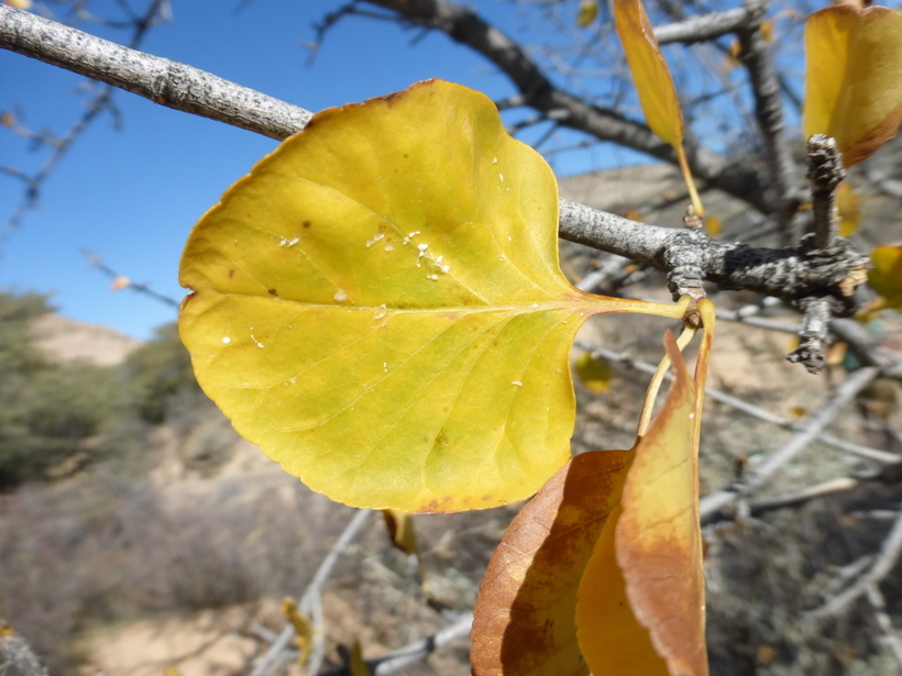 Image of single-leaf ash