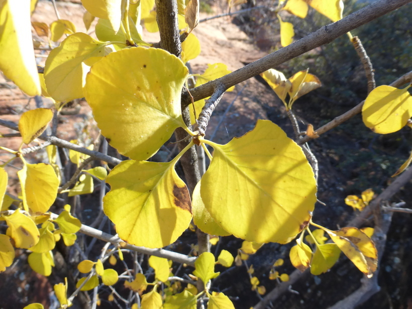 Image of single-leaf ash