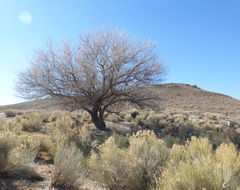 Image of Russian olive