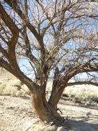 Image of Russian olive