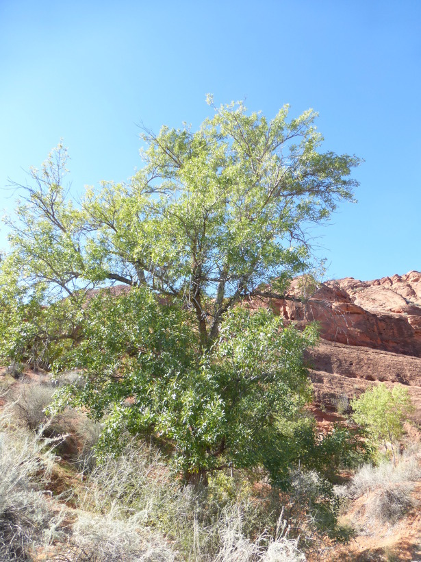 Imagem de Fraxinus velutina Torr.