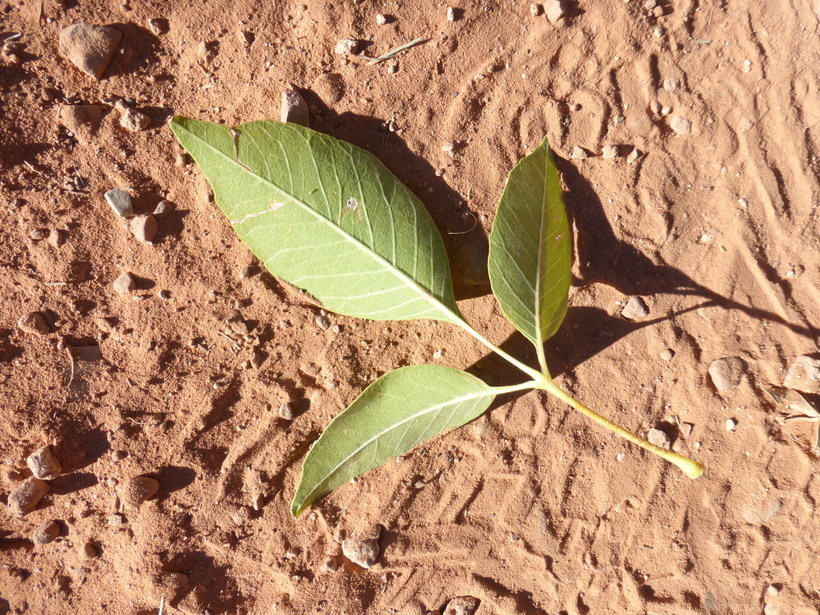 Imagem de Fraxinus velutina Torr.