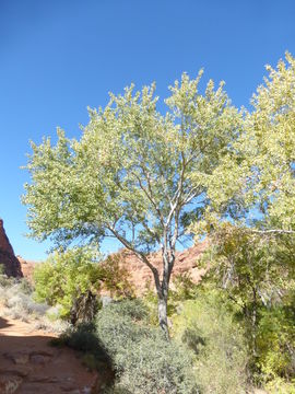 Imagem de Fraxinus velutina Torr.