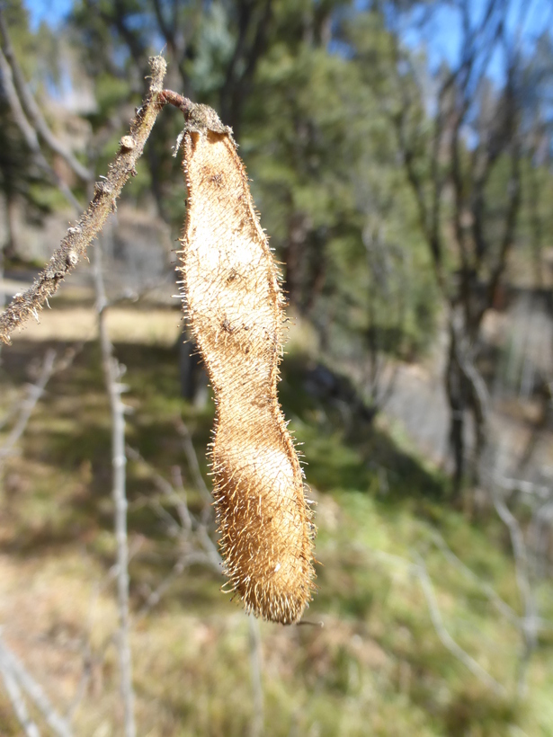 Image of New Mexico Locust