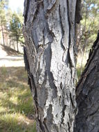 Image of New Mexico Locust