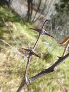 Image of New Mexico Locust