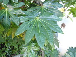 صورة Fatsia japonica (Thunb.) Decne. & Planch.