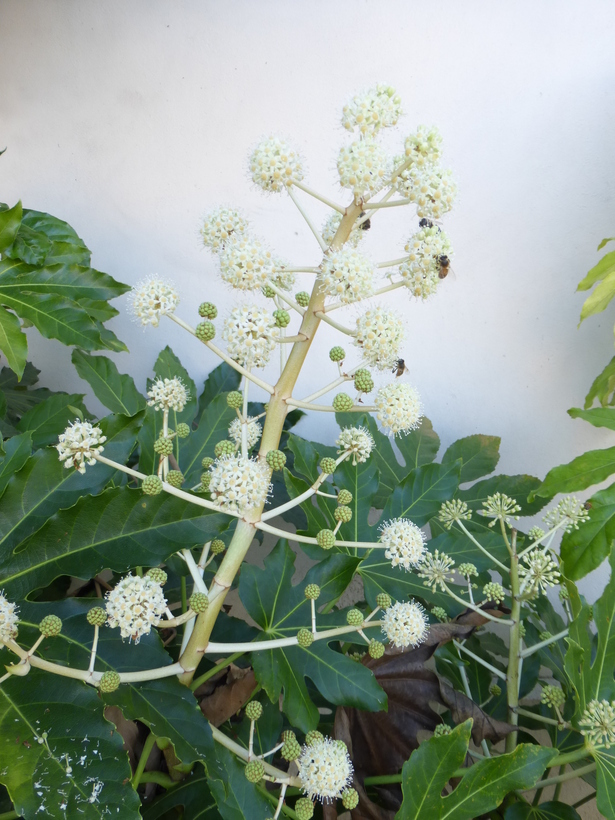 صورة Fatsia japonica (Thunb.) Decne. & Planch.