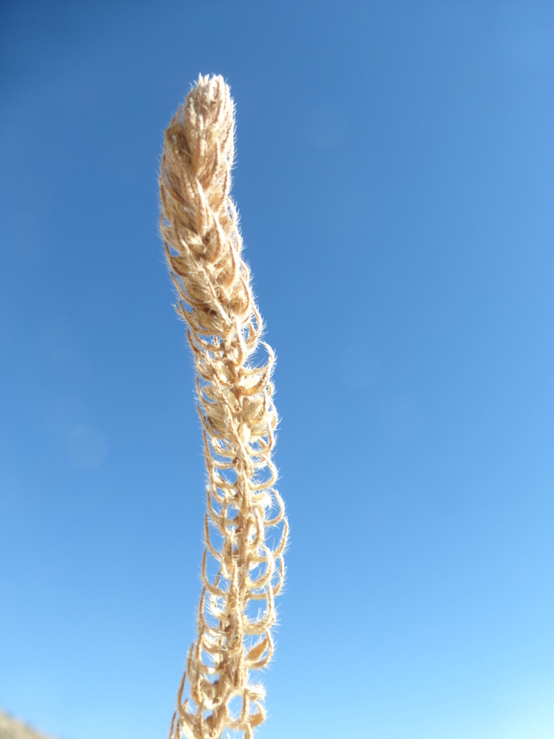 Image of bigbract verbena