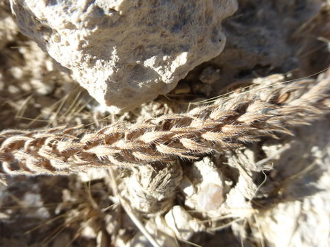 Image of bigbract verbena