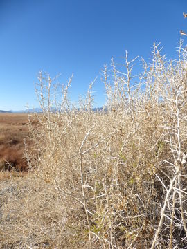 Image of black greasewood