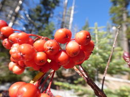 Plancia ëd Sorbus scopulina Greene