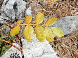 Image of Greene's mountain ash