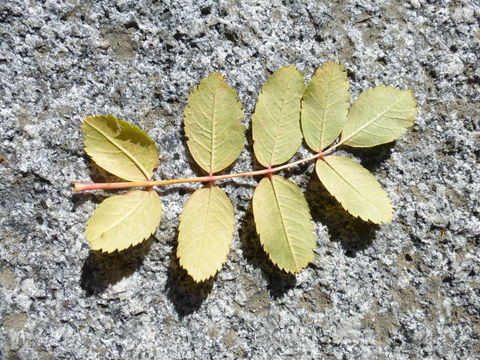 Image of Greene's mountain ash