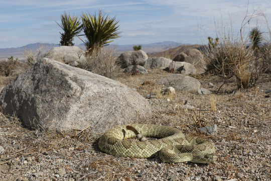 صورة Crotalus scutulatus scutulatus (Kennicott 1861)