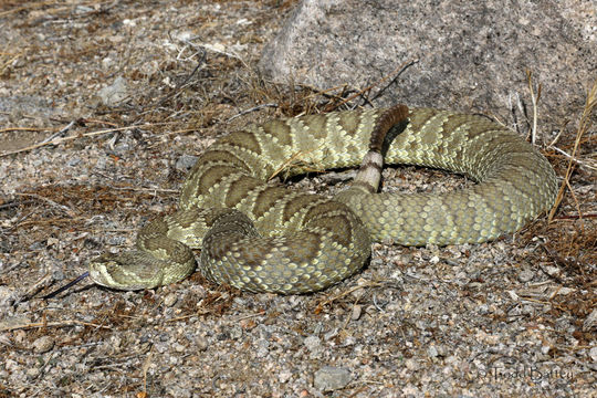 Imagem de Crotalus scutulatus scutulatus (Kennicott 1861)