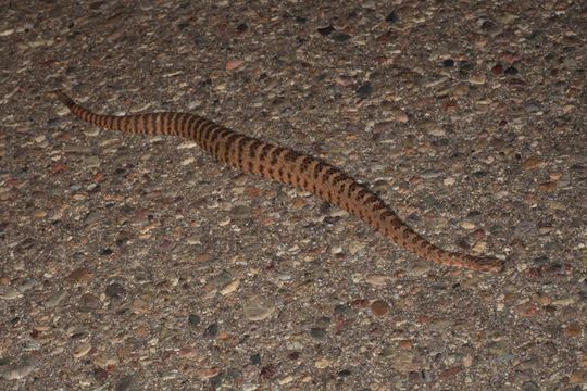 Image of Tiger Rattlesnake