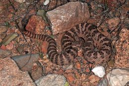 Image of Tiger Rattlesnake