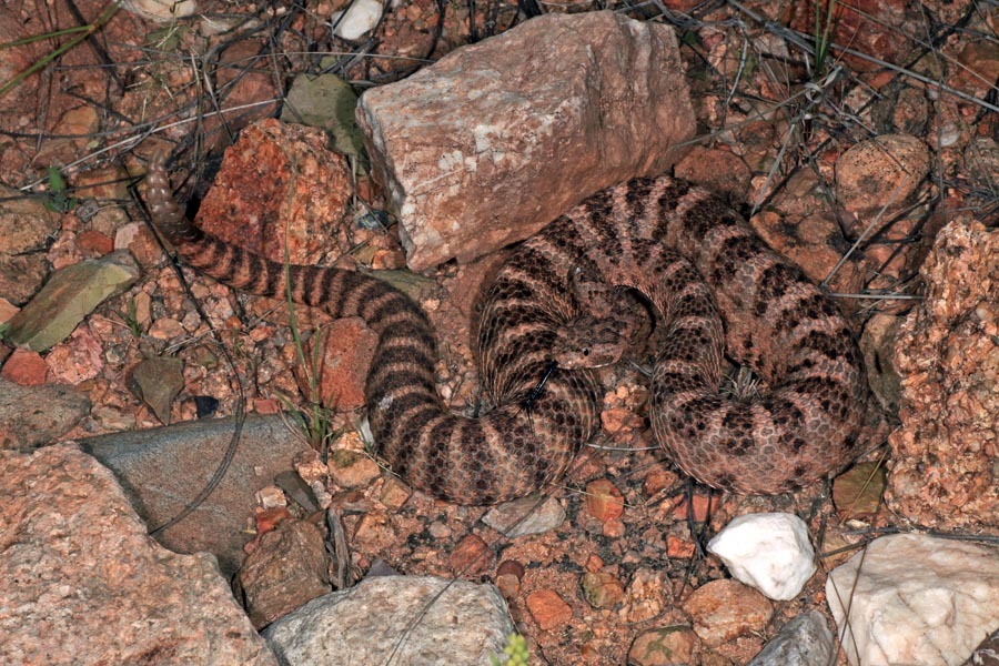 Image de Crotalus tigris Kennicott 1859