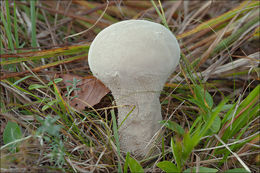 Imagem de Lycoperdon excipuliforme (Scop.) Pers. 1801